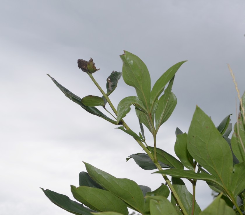 Peony summer 071918