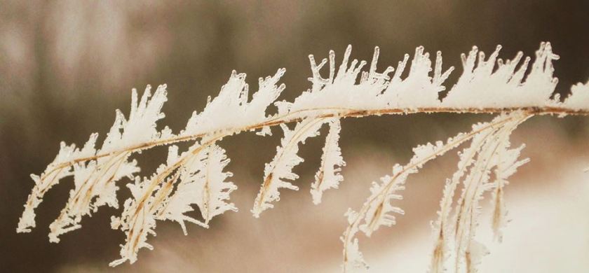 Reflections in hoar frost