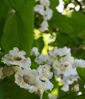Catalpa flower6 062115