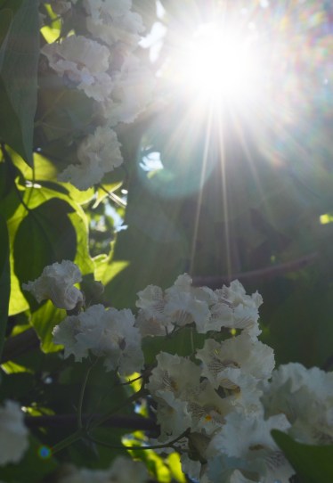 Catalpa flower7 062115
