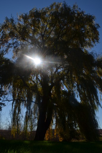 Willow tree2 102214